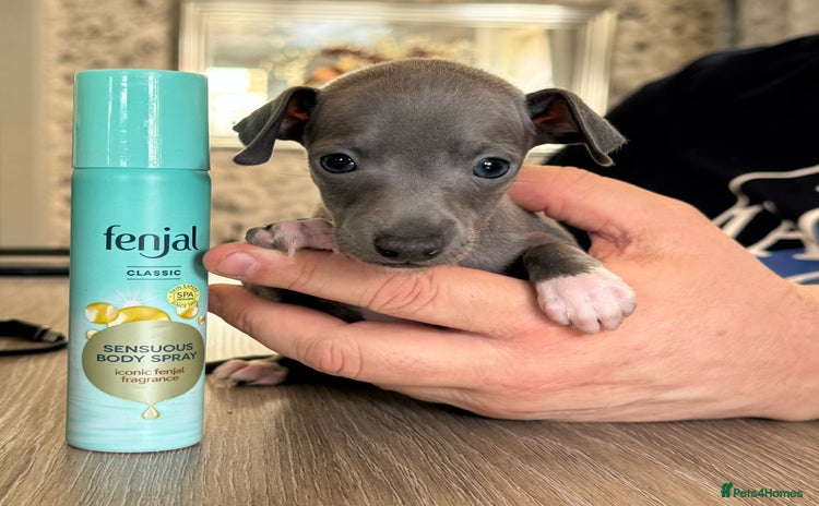 Italian Greyhound dogs - Advert 2