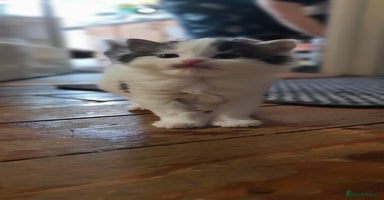 Persian cats PERSIAN CROSS KITTEN BABIES - Advert 7