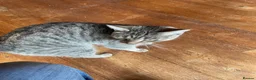 Mixed Breed cats for sale: Female Cat For Sale in New Malden - Advert 9