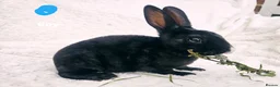 Rex rabbits for sale: Mini rex rabbits, black Vienna marked buck - Advert 15
