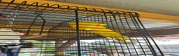 Parrots birds for sale: 2 parrots for sale  in Bristol - Advert 2
