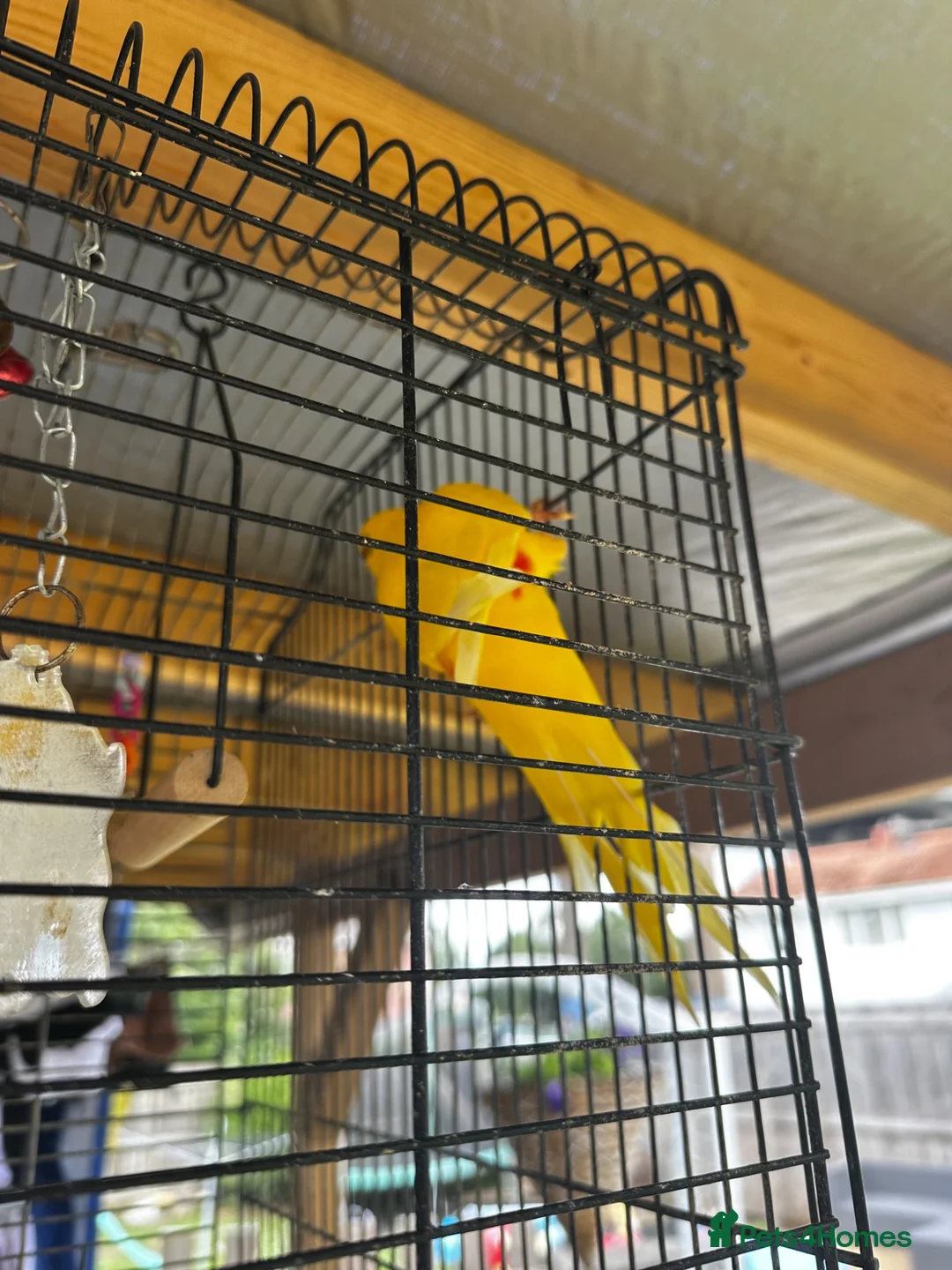 Parrots birds for sale: 2 parrots for sale  in Bristol - Advert 2