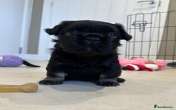 French Bulldog dogs for sale: Visual Fluffy French Bulldogs x 4 Male - Advert 37