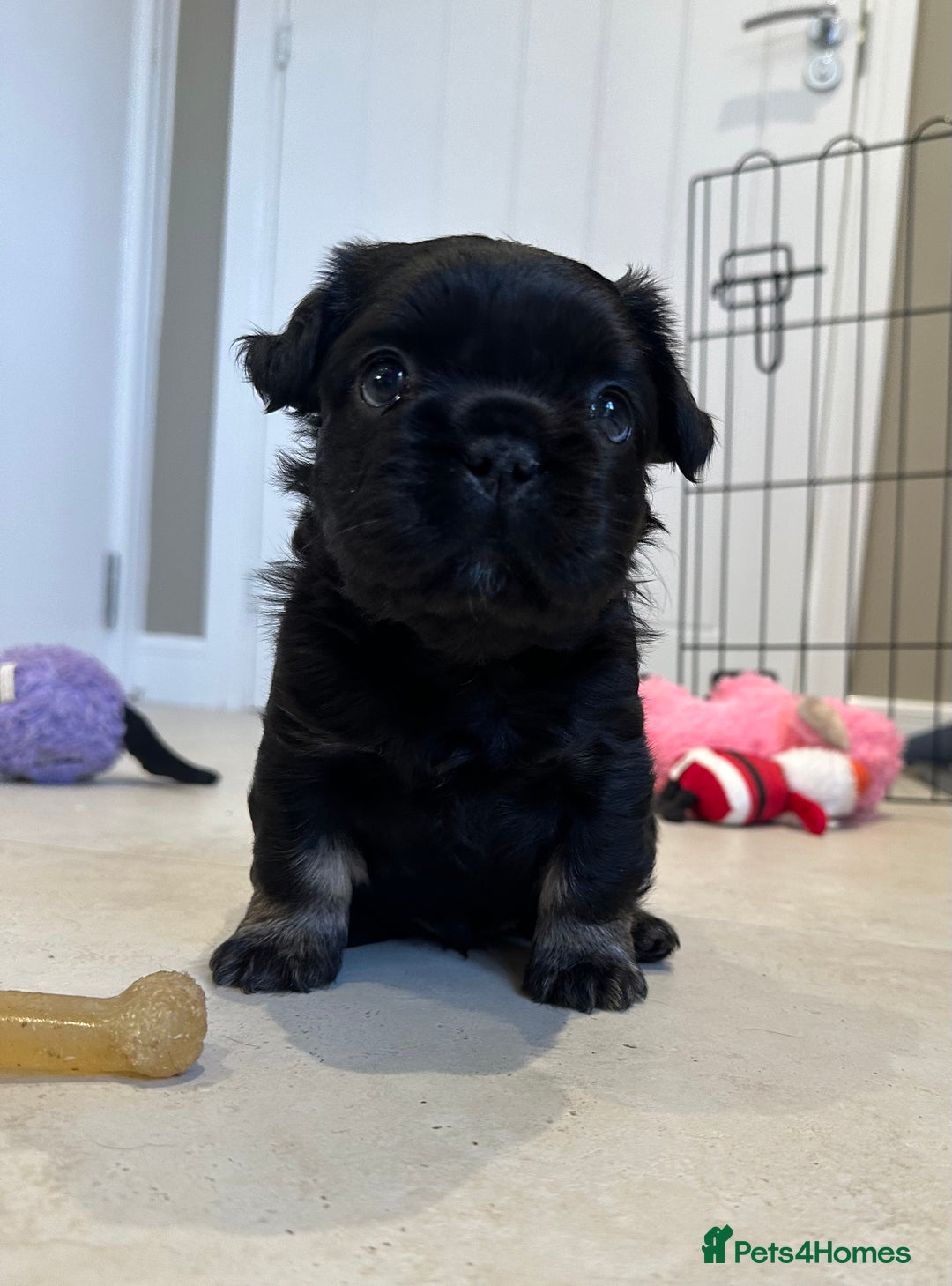 French Bulldog dogs for sale: Visual Fluffy French Bulldogs x 4 Male - Advert 37