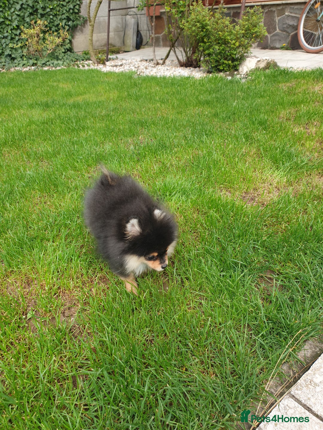 Pomeranian dogs for sale: STANN in Bradford - Image 6