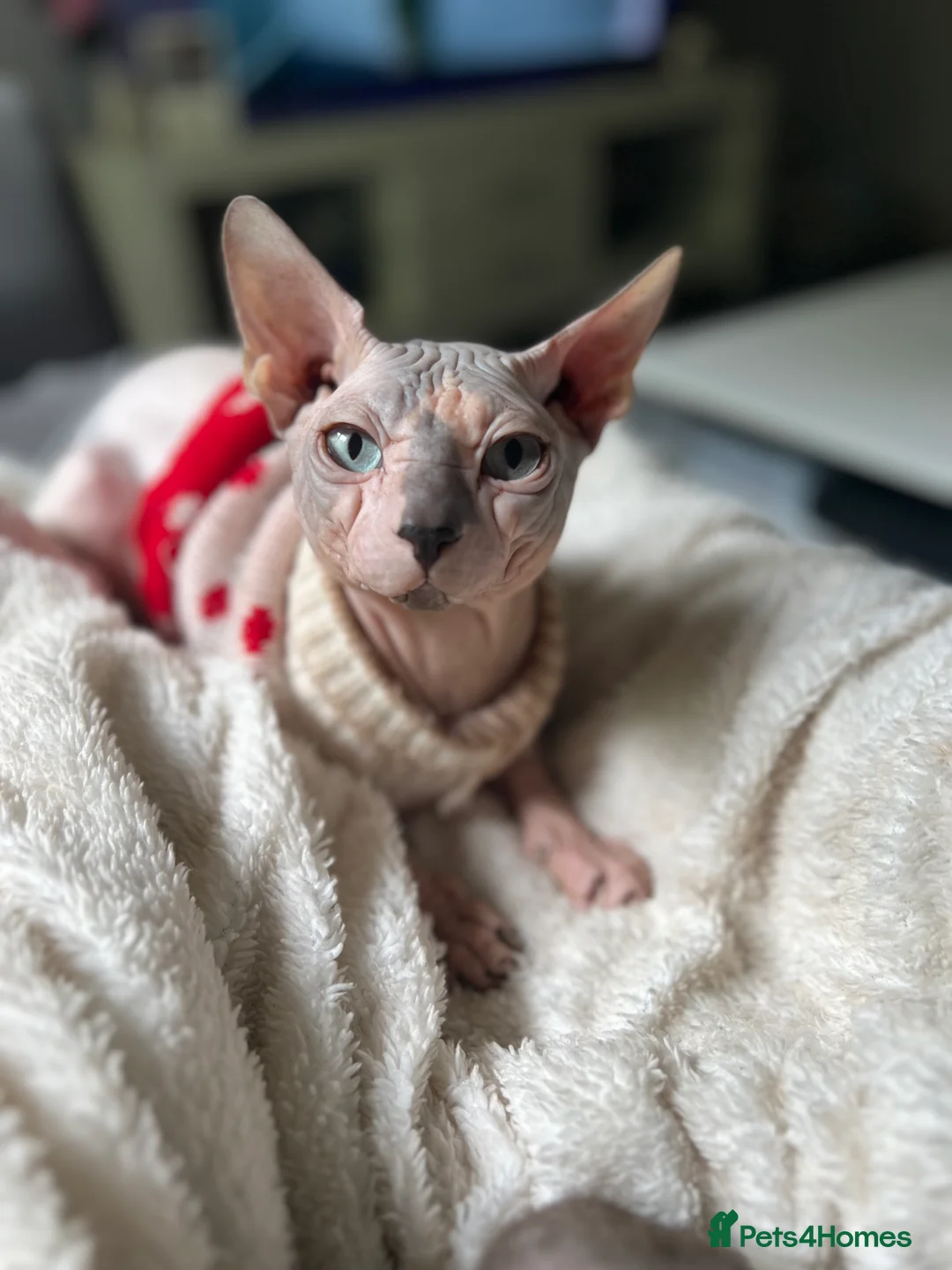 Sphynx cats for stud: Sphynx boy stud, in Wirral - Advert 7