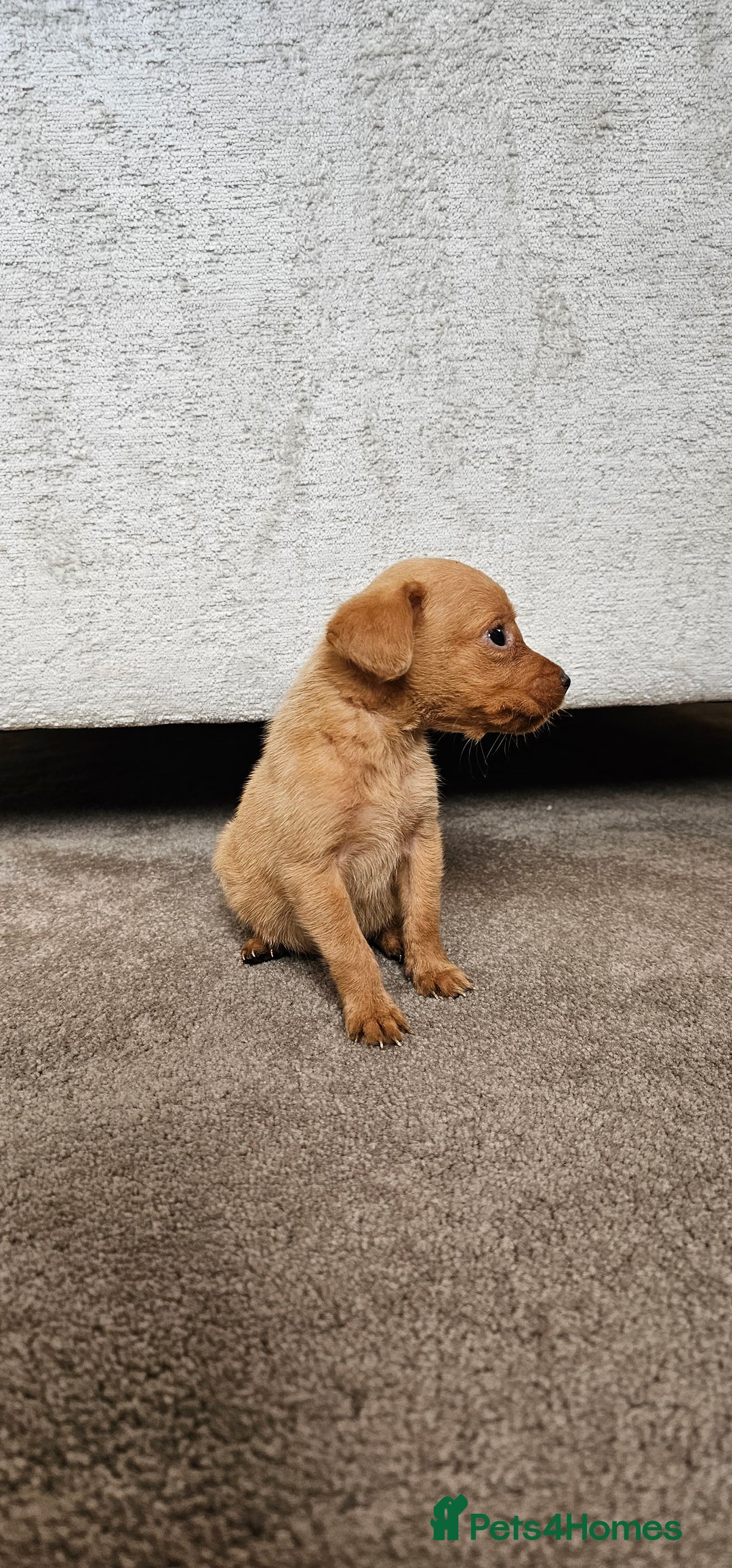Labrador Retriever dogs for sale: THE LAST KC FOX RED GIRL READY TO LEAVE NOW  - Image 5