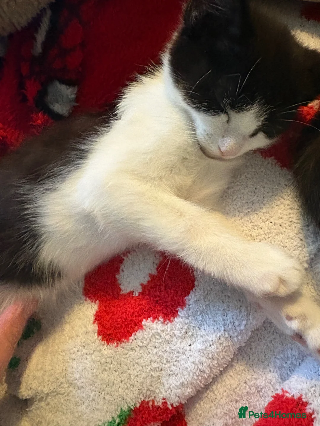 Mixed Breed cats for sale: Dizzi in Solihull - Advert 2