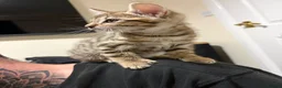 Bengal cats for sale: Bengal Mix kittens 🐱  in Hinckley - Advert 19