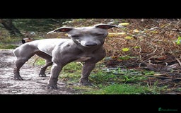 Whippet dogs for sale: 3/4 Whippet 1/4 Italian greyhound  - Image 9