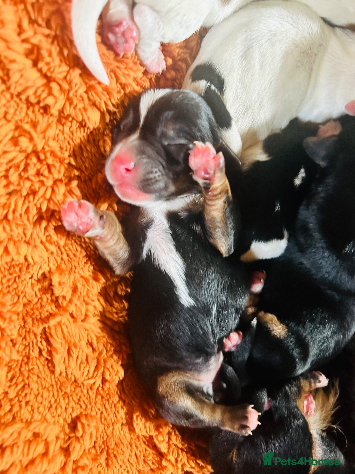 Jack Russell dogs Jack Russell puppys - Advert 6