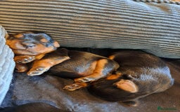 Yorkshire Terrier dogs for sale: Miniature Yorkshire terrier puppies - Image 4