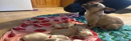 French Bulldog dogs for sale: KC French Bulldog puppies  - Advert 32