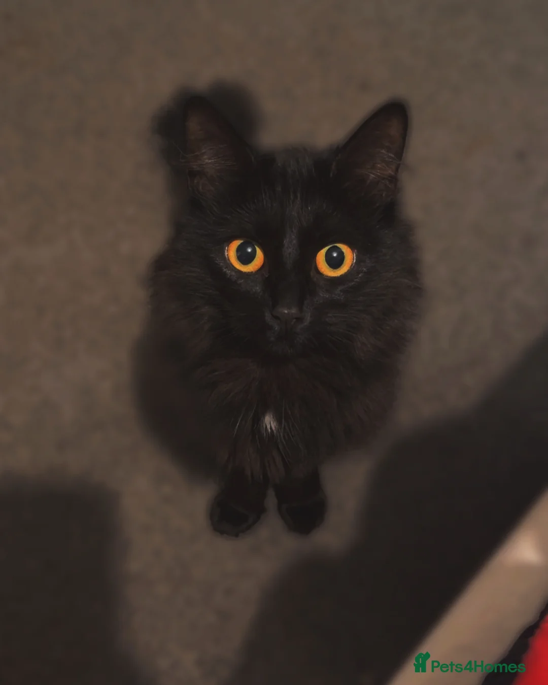 British Longhair cats for sale: Loving home needed from nova  in Stonehouse - Advert 5