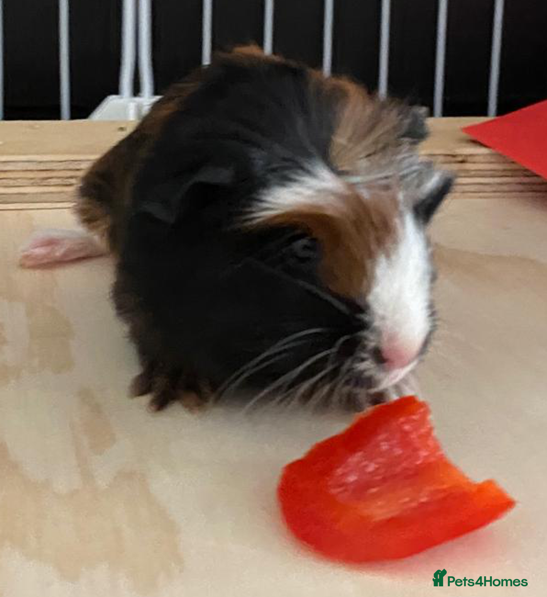 Guinea Pig rodents for sale: 3 Male Guinea Pigs - Image 8