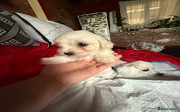 Maltese dogs for sale: Bichon puppies for sale ready to go! - Image 5