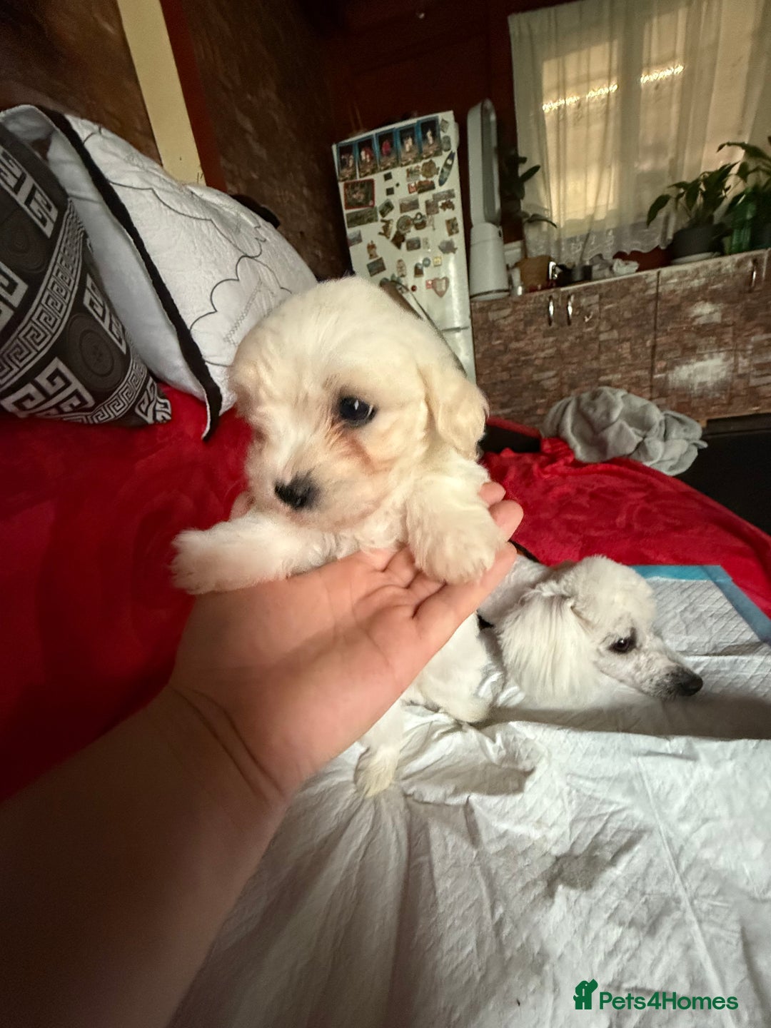 Maltese dogs for sale: Bichon puppies for sale ready to go! - Image 5