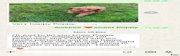 Cavapoo dogs for sale: F1 Cavapoos due soon mid May 2026 - Advert 22