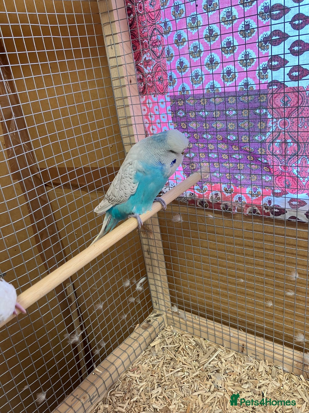 Budgerigars birds for sale: Young & Adult Budgies For Sale - Image 8