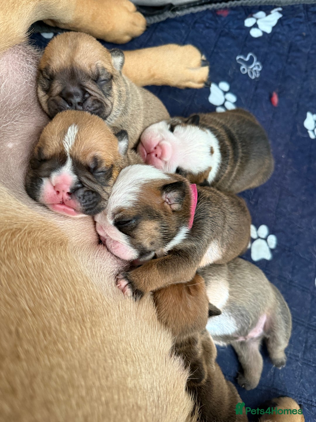 English Bulldog dogs for sale: Traditional English Bulldog Puppies  - Image 27