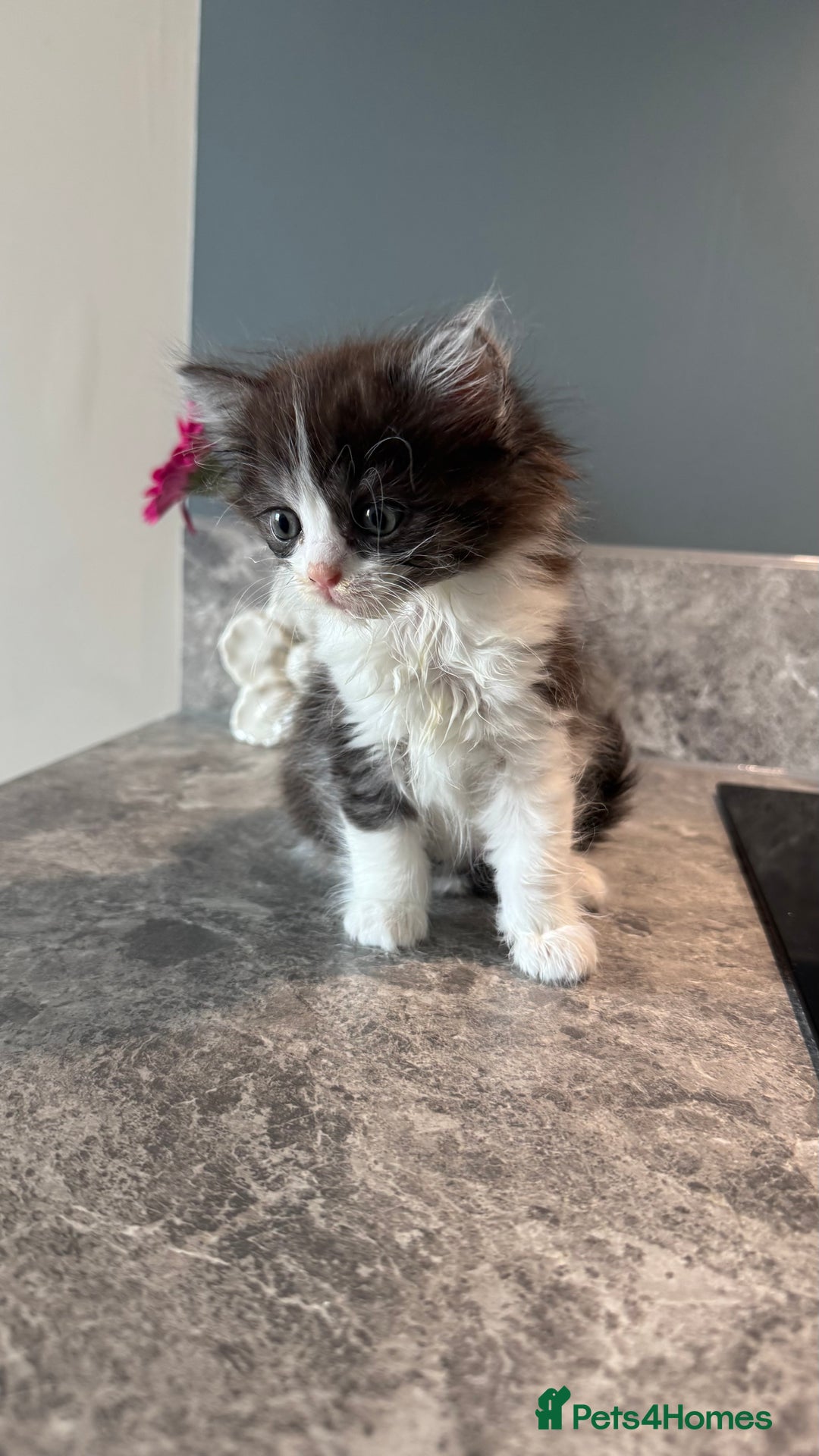 British Shorthair cats for sale: 🐾✨ READY for Their Forever Home ✨🐾 - Image 20