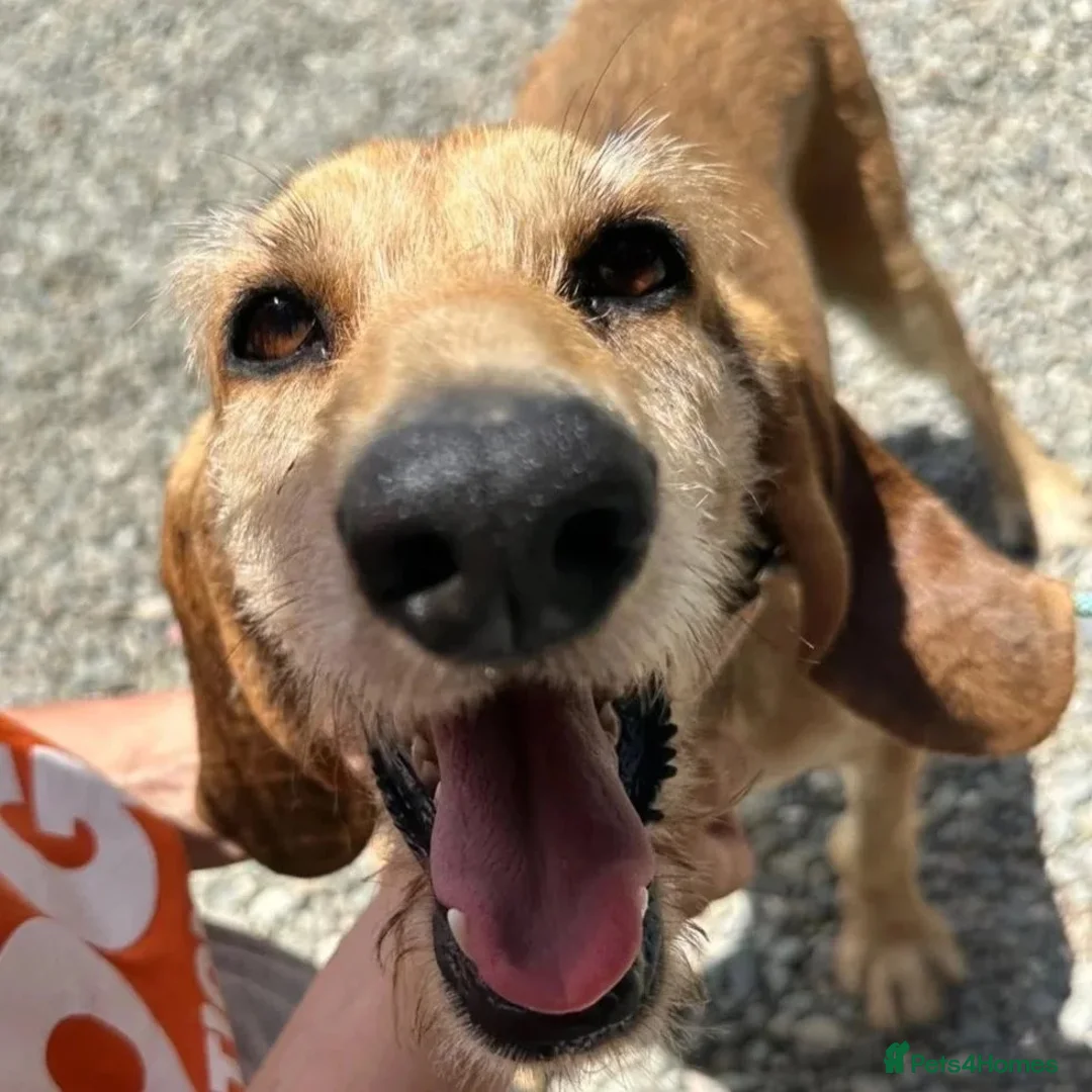 Segugio Italiano dogs for adoption: Loumi (wire-haired Segugio Italiano) in Edinburgh - Advert 1