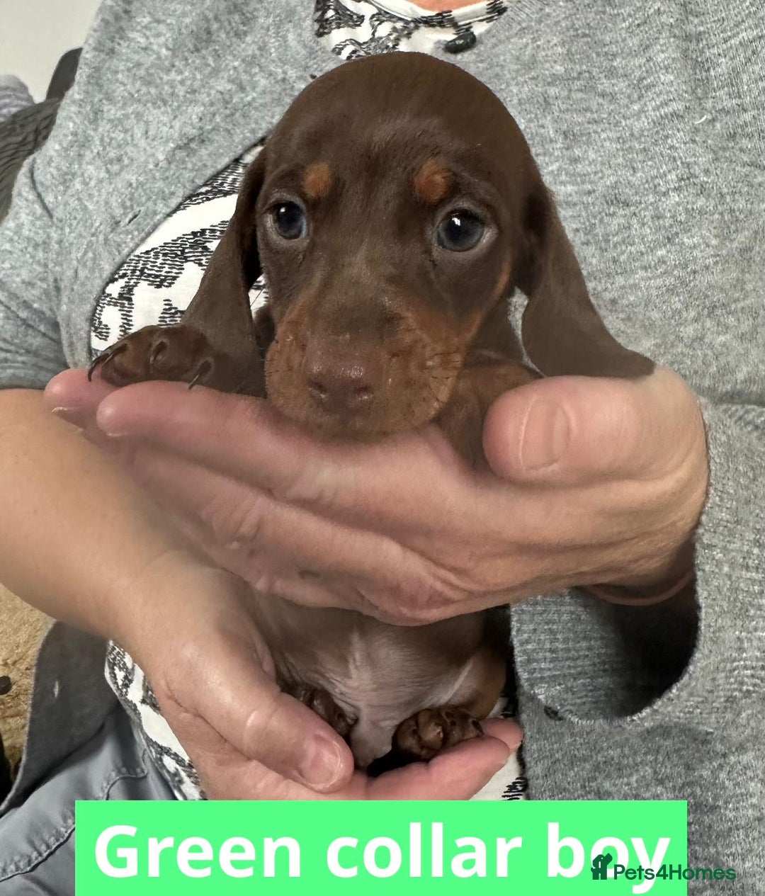 Miniature Dachshund dogs for sale: Miniature dachshund puppies - Image 16