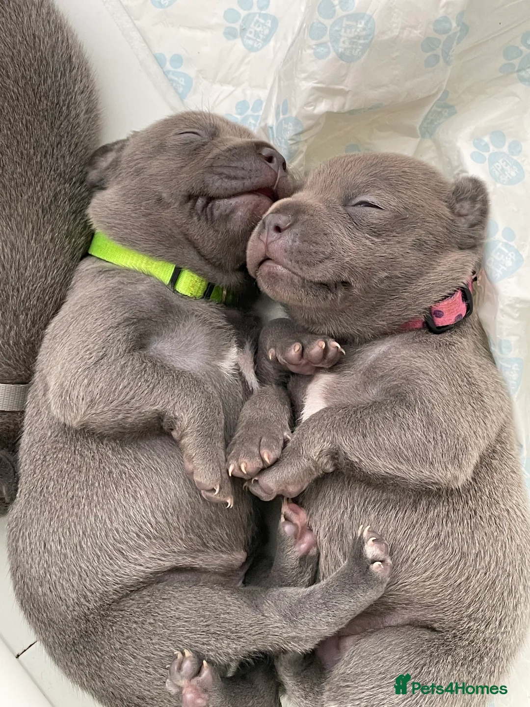 Staffordshire Bull Terrier dogs for stud: STUD.....Blue Siras in Stroud - Advert 8