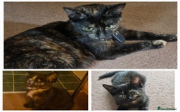 European cats for sale: Tortoiseshell kittens, and cat - Image 11
