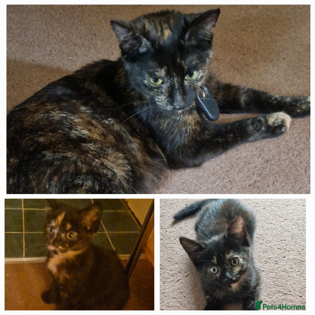 European cats for sale: Tortoiseshell kittens, and cat - Image 11