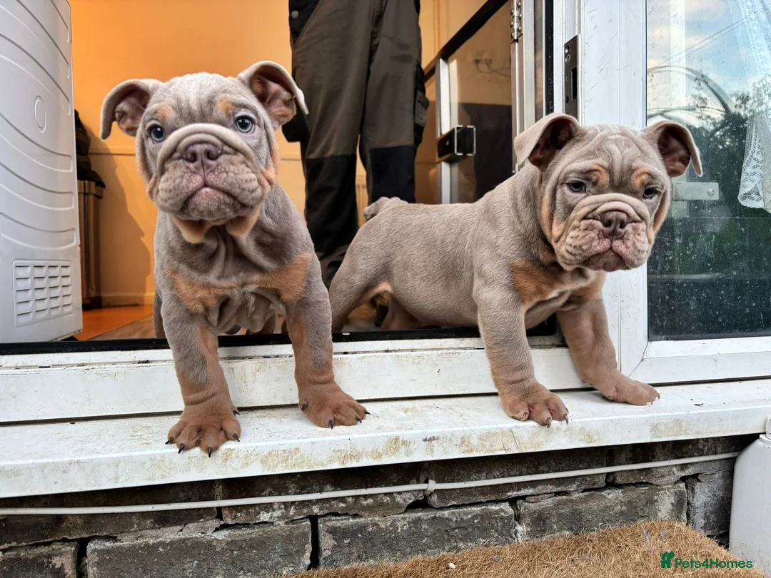 English Bulldog dogs for sale: LAST 4 🇬🇧 English Bulldogs 🧬 MUST SEE ‼️👀 - Advert 2