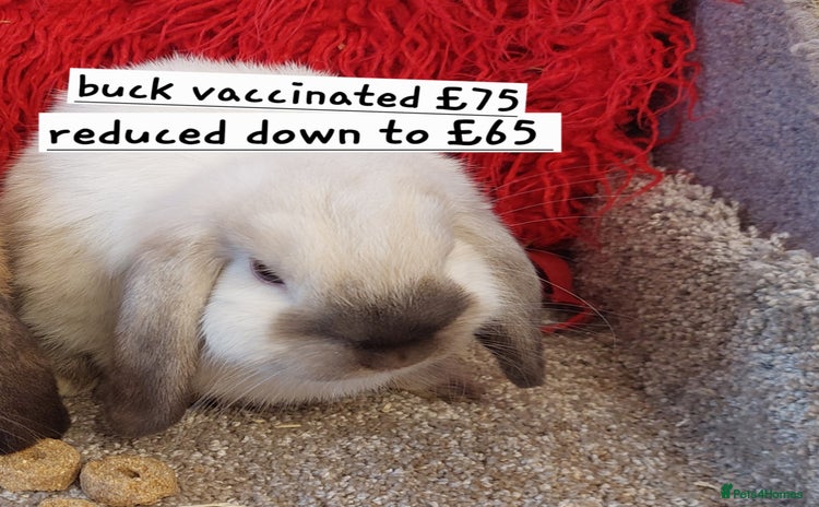 Mini Lop rabbits - Advert 3