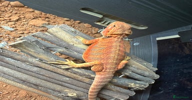 Bearded Dragon reptiles - Advert 2