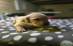 Labrador Retriever dogs for sale: Beautiful Labradors. Ready in time for Christmas - Image 11