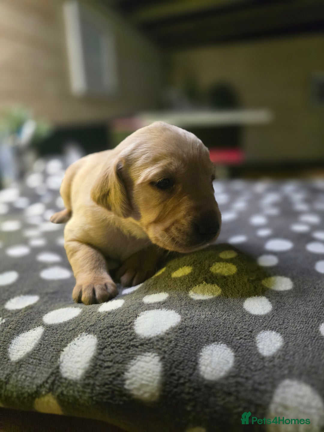 Labrador Retriever dogs for sale: Beautiful Labradors. Ready in time for Christmas - Image 11