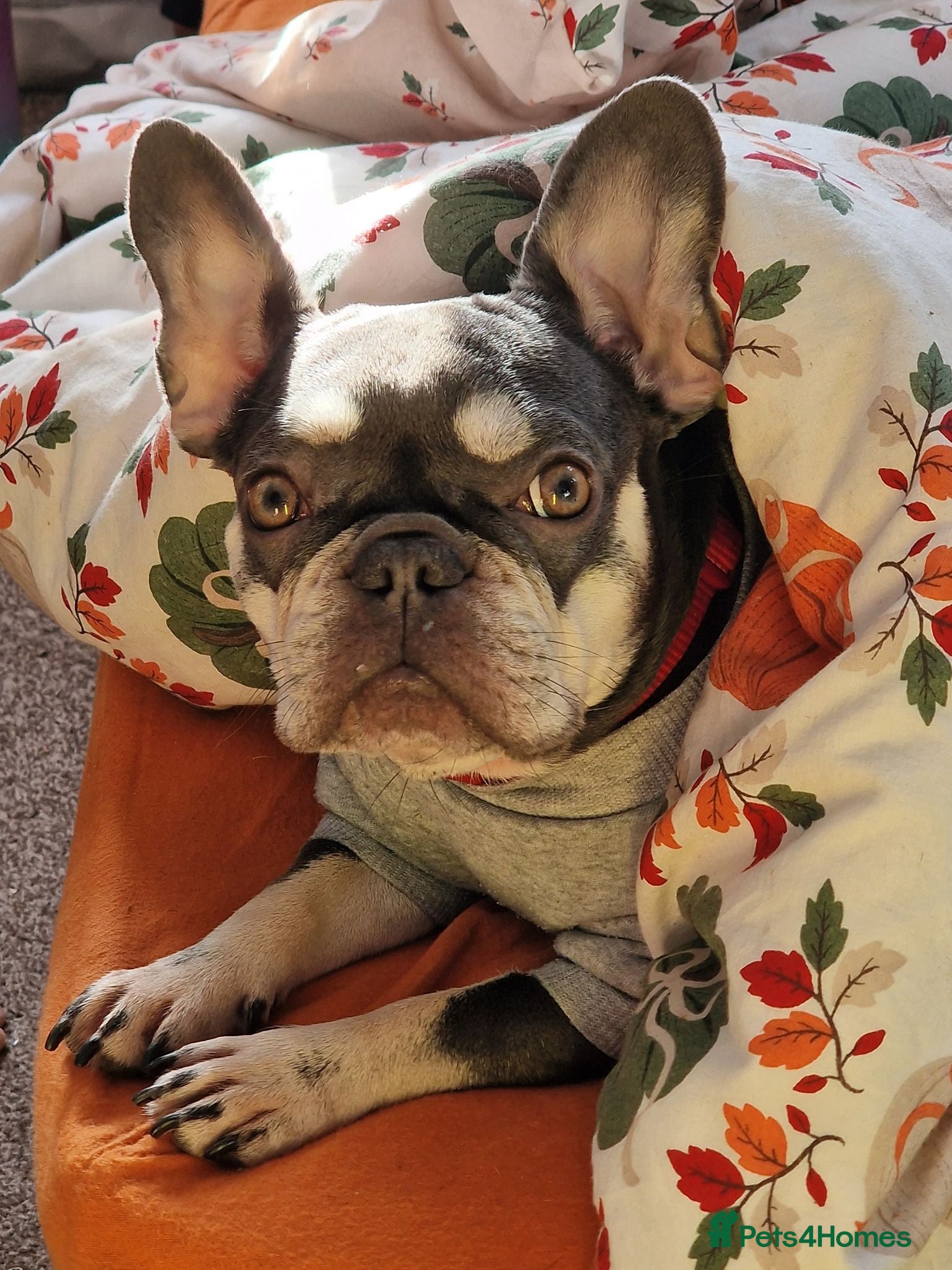 French Bulldog dogs Maple looking for a family home - Advert 1
