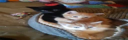 Mixed Breed cats for adoption: Lovely rescue kittens for adoption - Advert 1