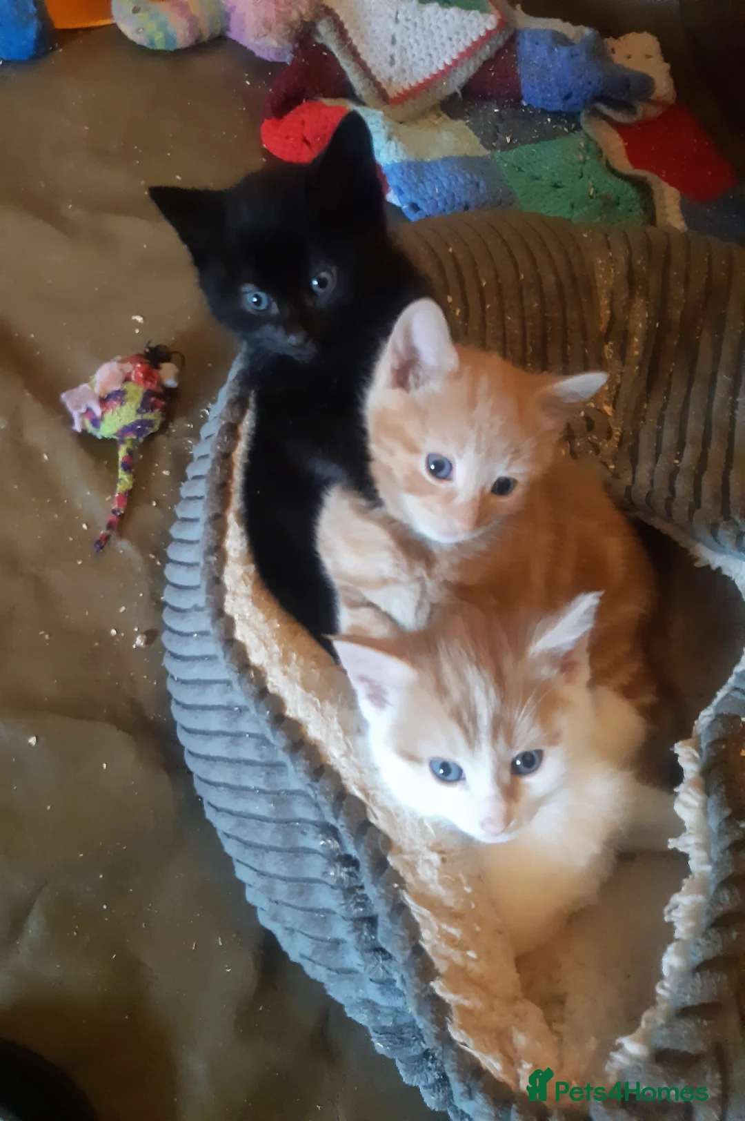 Mixed Breed cats for adoption: Lovely rescue kittens for adoption - Advert 1
