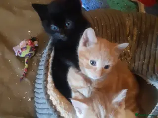 Mixed Breed cats Lovely rescue kittens for adoption - Advert 4