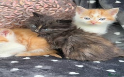 Ragdoll cats for sale: Beautiful Ragdoll cross kittens  - Image 5