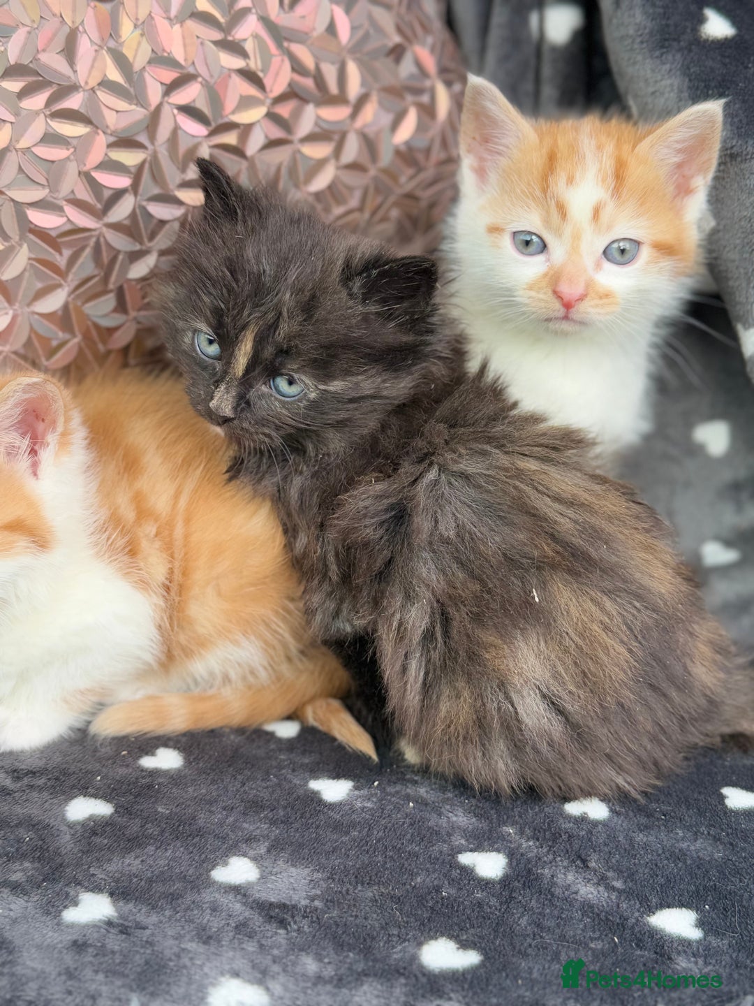 Ragdoll cats for sale: Beautiful Ragdoll cross kittens  - Image 5