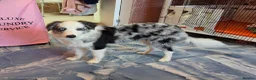 Border Collie dogs for sale: Blue merle border collie for sale  - Advert 14