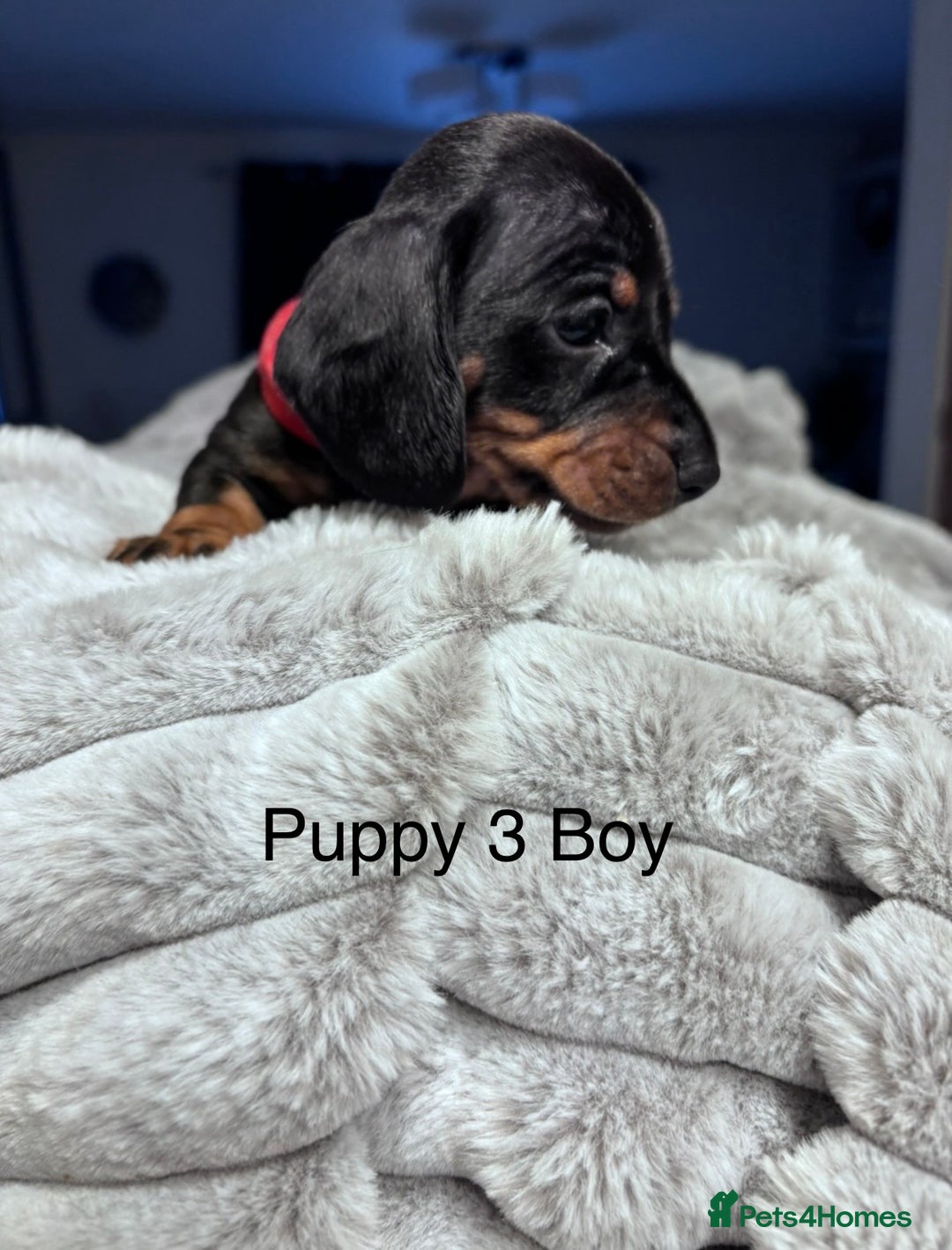 Miniature Dachshund dogs for sale: 4 Beautiful short haired mini Dachshunds  - Advert 3