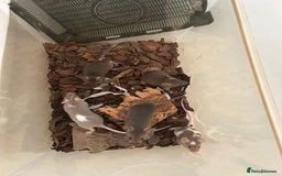 Mouse rodents for sale: Baby Fancy Mice for sale - Image 4