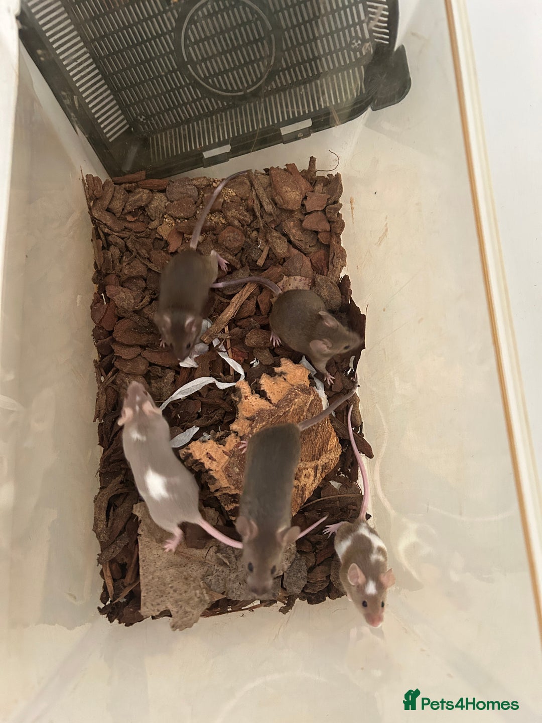 Mouse rodents for sale: Baby Fancy Mice for sale - Image 4