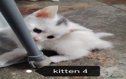 Mixed Breed cats for sale: White / Odd eye / black  Russian mix kittens /  - Image 6