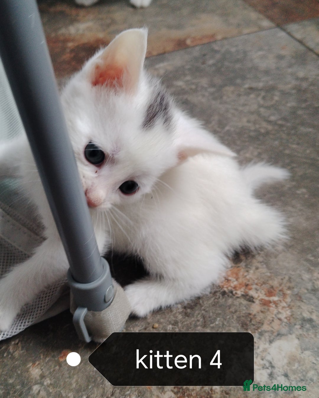 Mixed Breed cats for sale: White / Odd eye / black  Russian mix kittens /  - Image 6