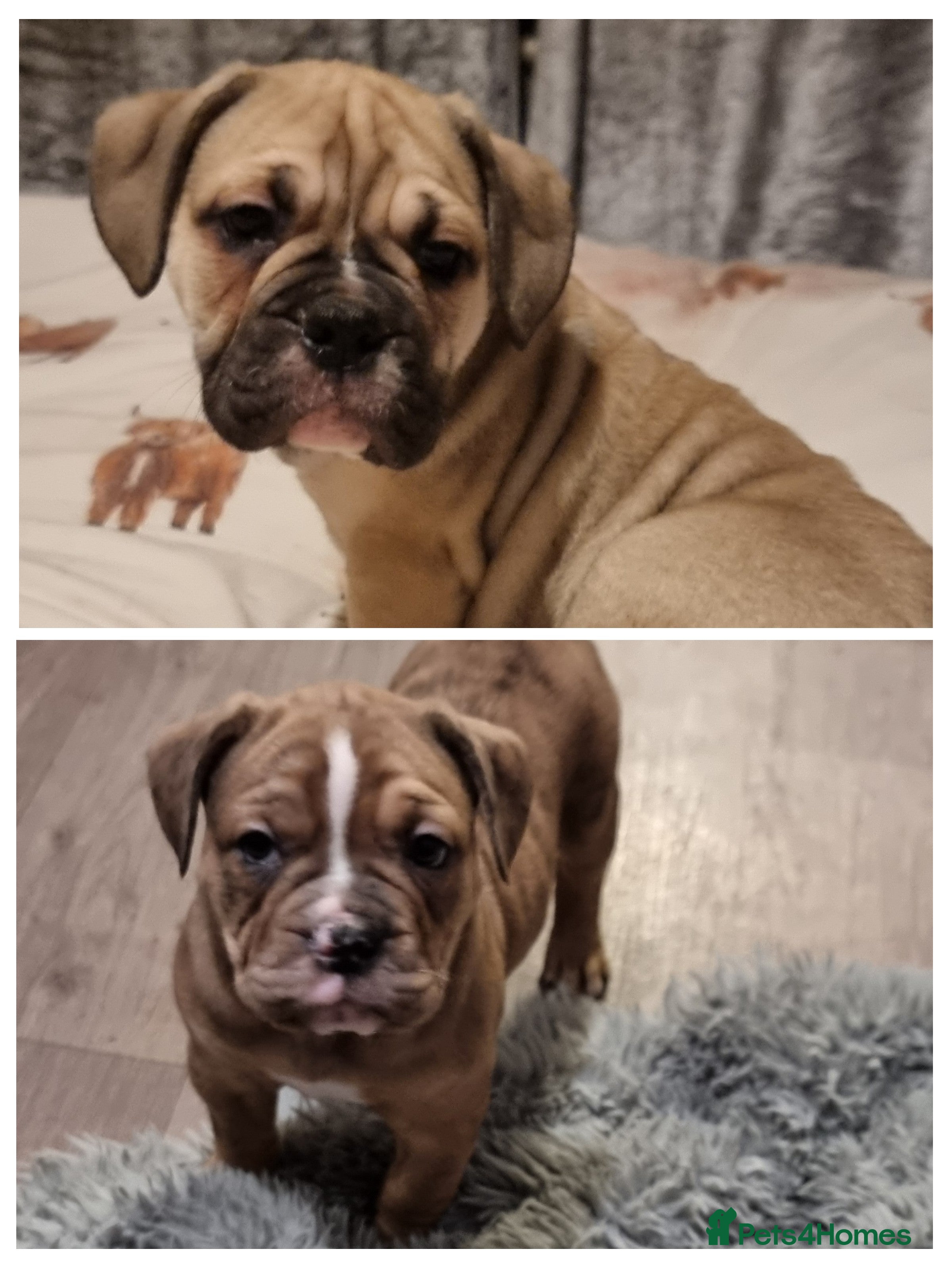 Olde English Bulldogge dogs Olde English bulldogge puppys - Advert 1