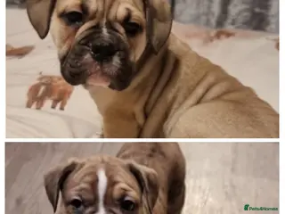 Olde English Bulldogge dogs Olde English bulldogge puppys - Advert 3