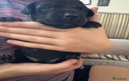 Staffordshire Bull Terrier dogs for sale: 8 Staffordshire Bull Terriers  - Image 17